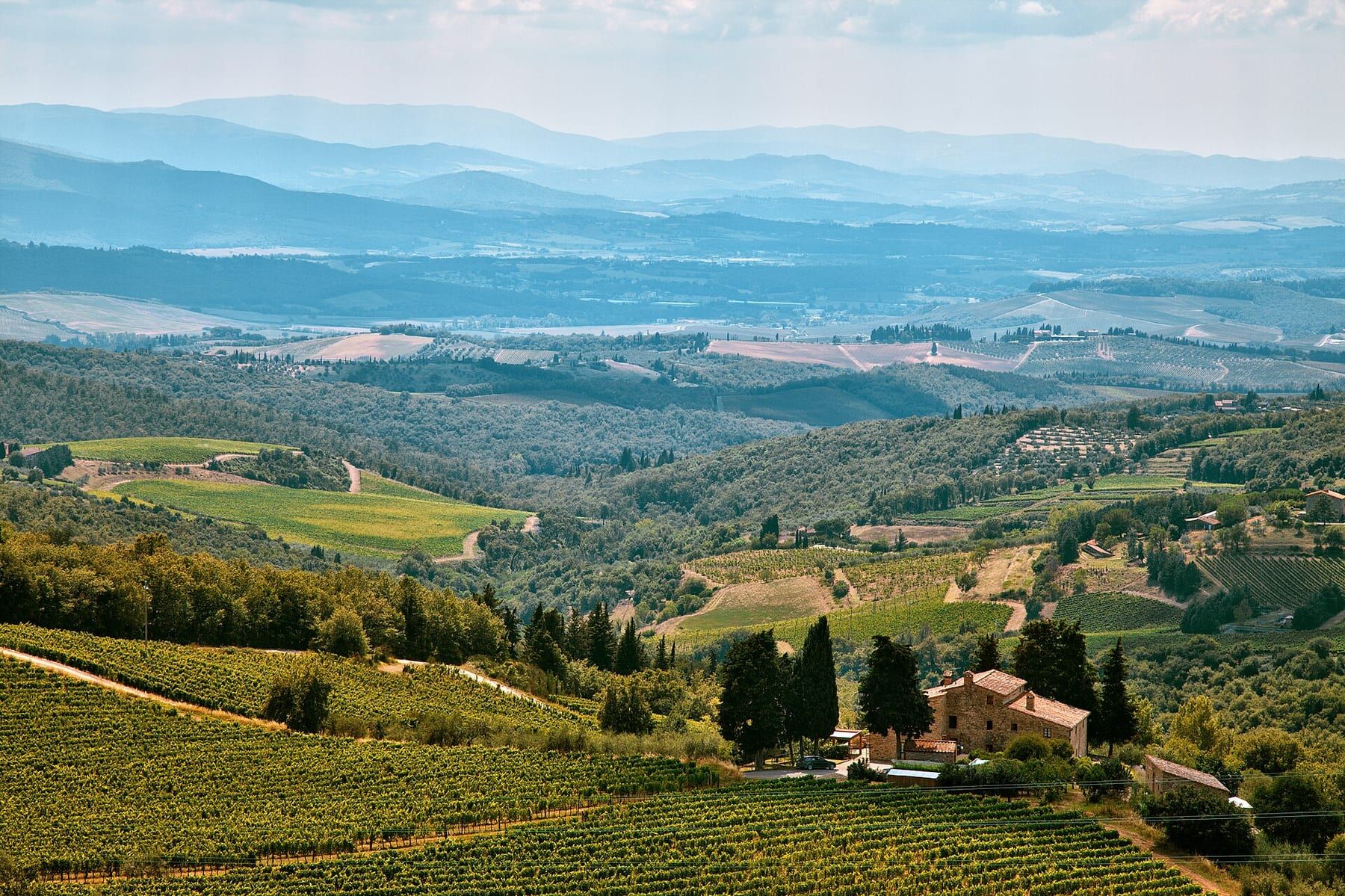 Weinreben im Chianti mit toskanischen Hügeln